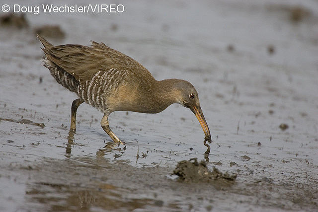 Clapper Rail w02-53-005.jpg